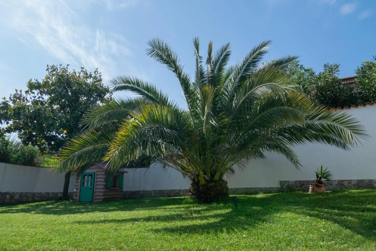 Palma na vrtu za hišo